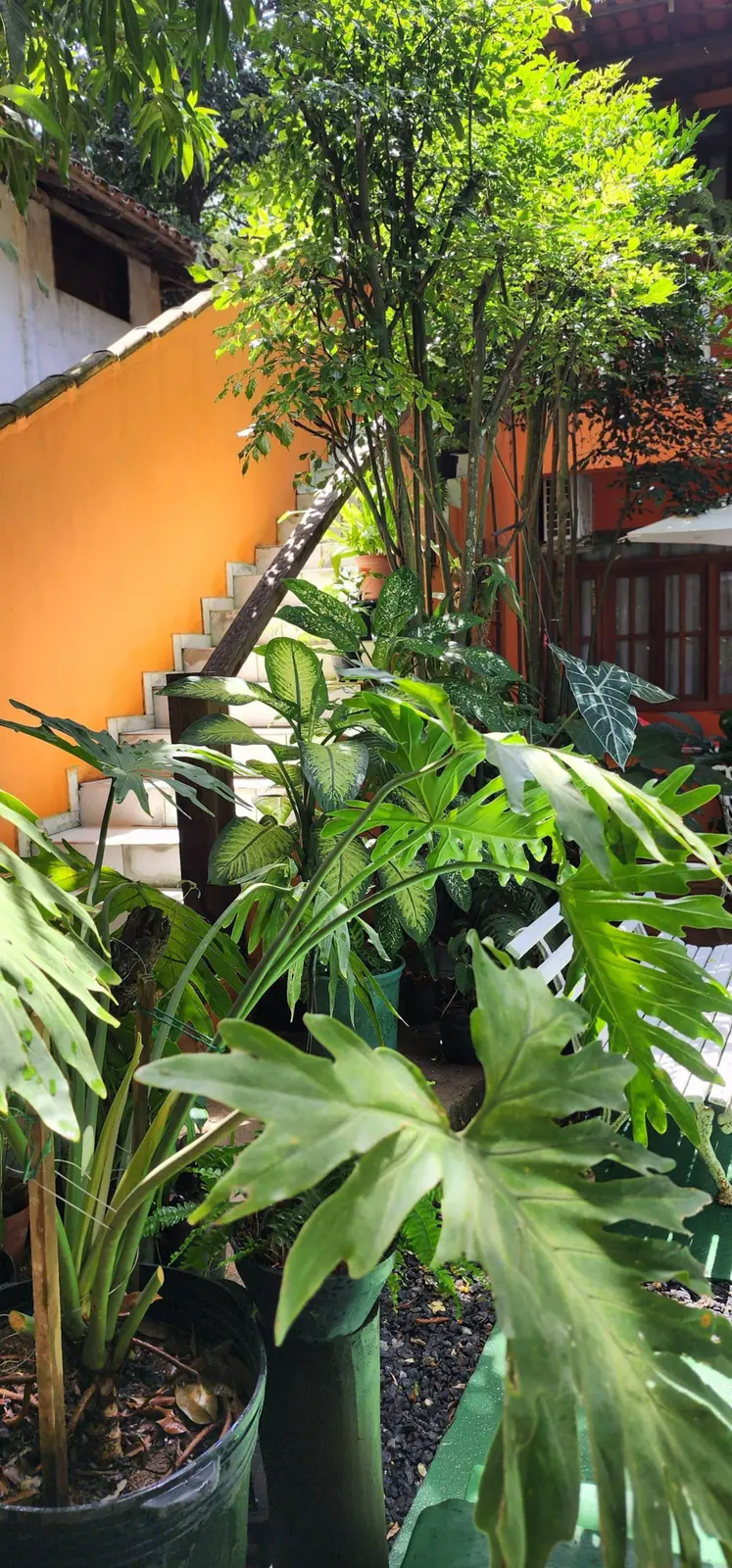 Jardim tropical da Casa da Lau em Trancoso com fachada laranja e vegetação nativa